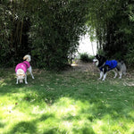 TLX-6733824 Breathable Mesh Cooling Vest for Dogs, Versatile Dog Accessory for Home and Travel - Image 6
