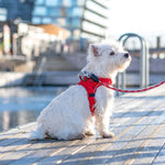 TLX-0844928 Reflective Padded Dog Harness for Small, Medium, Large Breeds - Adjustable, Durable, Washable - Image 6