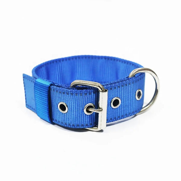 Trail Collar for Dogs