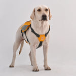 TLX-9140992 Adjustable Dog Hiking Harness with Saddle Bags for Trail and Travel, Lightweight Nylon and Iron, Sizes M, L, XL - Image 5