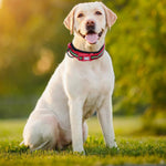 TLX-3462784 Padded Quick-Release Dog Trail Collar, Cotton Webbing, Colorful Buckle, Multiple Sizes and Colors - Image 6