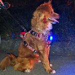 TLX-0180224 LED Waterproof Dog Collar Light - Polyester, Neoprone, Nylon - Suitable for Small, Medium, Large Breeds - Hand Washable - Image 4