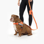 TLX-1139840 Reflective Tactical Dog Harness for Large, Medium, and Giant Breeds, Reliable Companion Gear for Adventures - Image 2