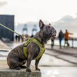 TLX-0844928 Reflective Padded Dog Harness for Small, Medium, Large Breeds - Adjustable, Durable, Washable - Image 5